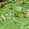 モネの池