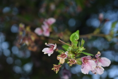 近所の公園の桜