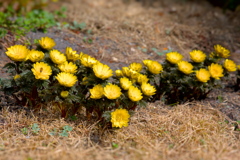 福寿草2026（その４）