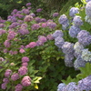 あじさい37