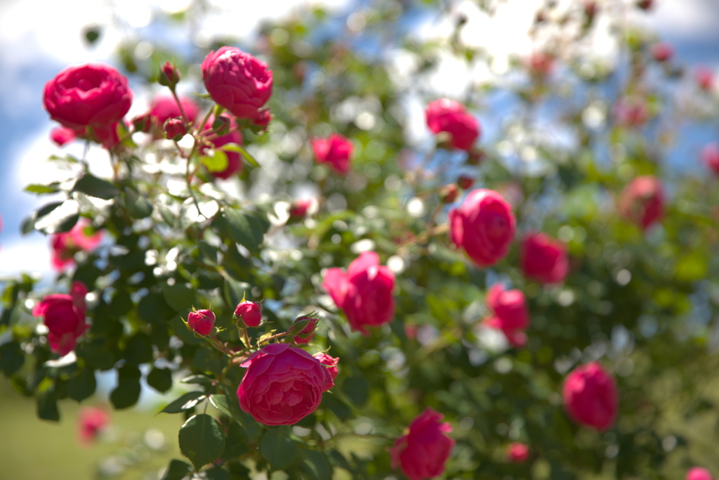 薔薇１
