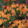 菊（８）