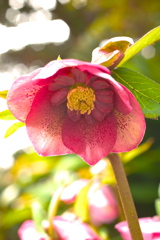 クリスマスローズ2026