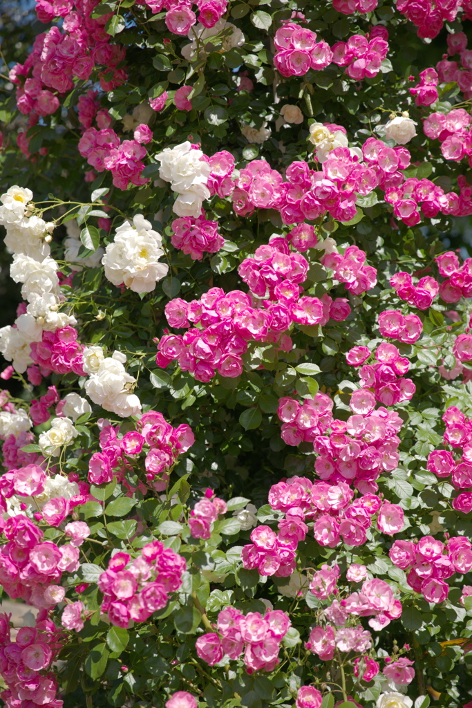 薔薇１３