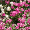 薔薇１３