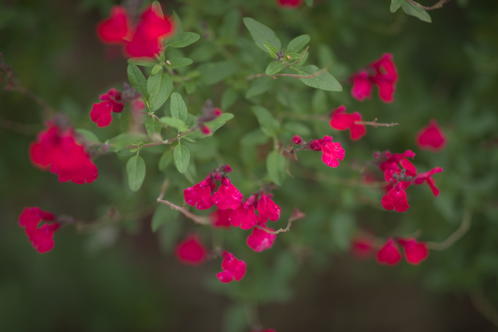 チェリーセージ2025