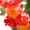 薔薇６