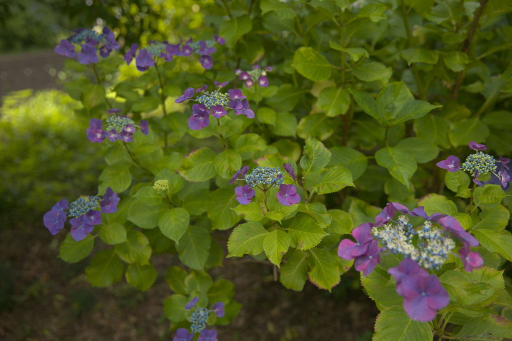 紫陽花１８