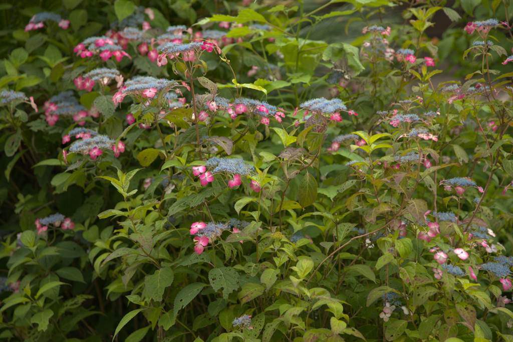 紫陽花９