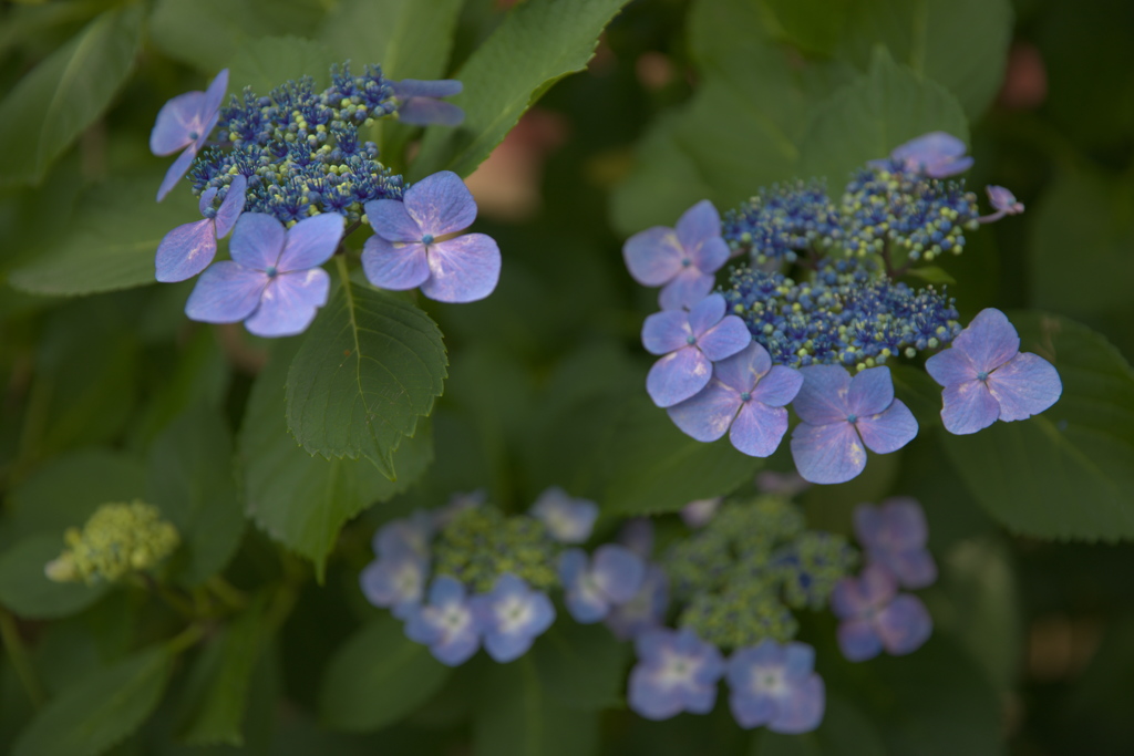 紫陽花１４