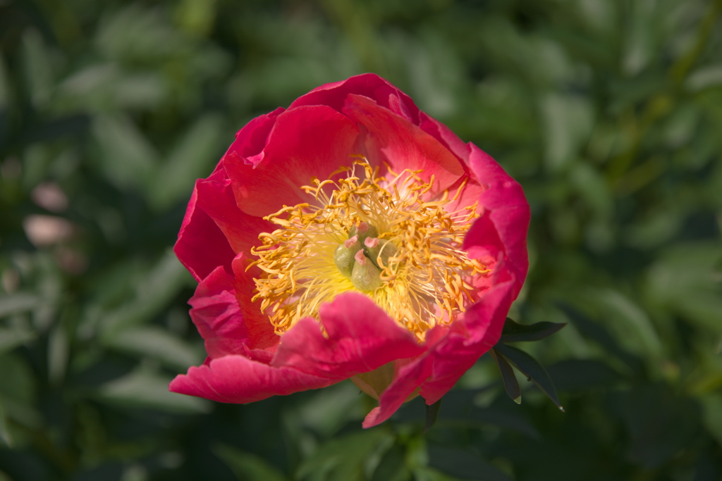 シャクヤク（２）