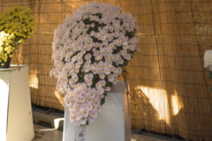 明治神宮の菊