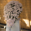 明治神宮の菊