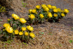 福寿草2026（その３）