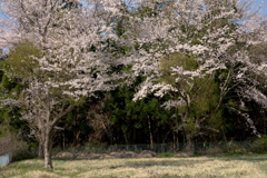 桜の咲く公園