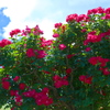薔薇１１