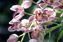 Cymbidium