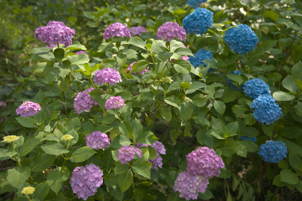 紫陽花２３