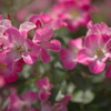 薔薇３２