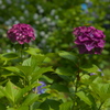紫陽花３０