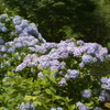 あじさい41