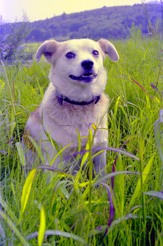 成長期の愛犬