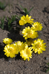 福寿草2026（その１）