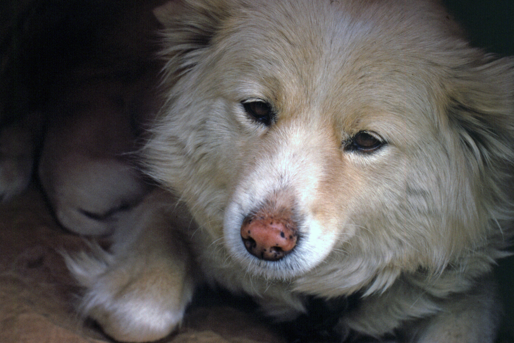 産後の愛犬