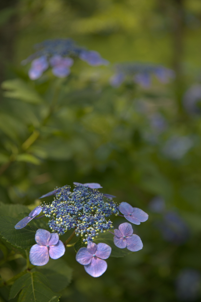 紫陽花１９