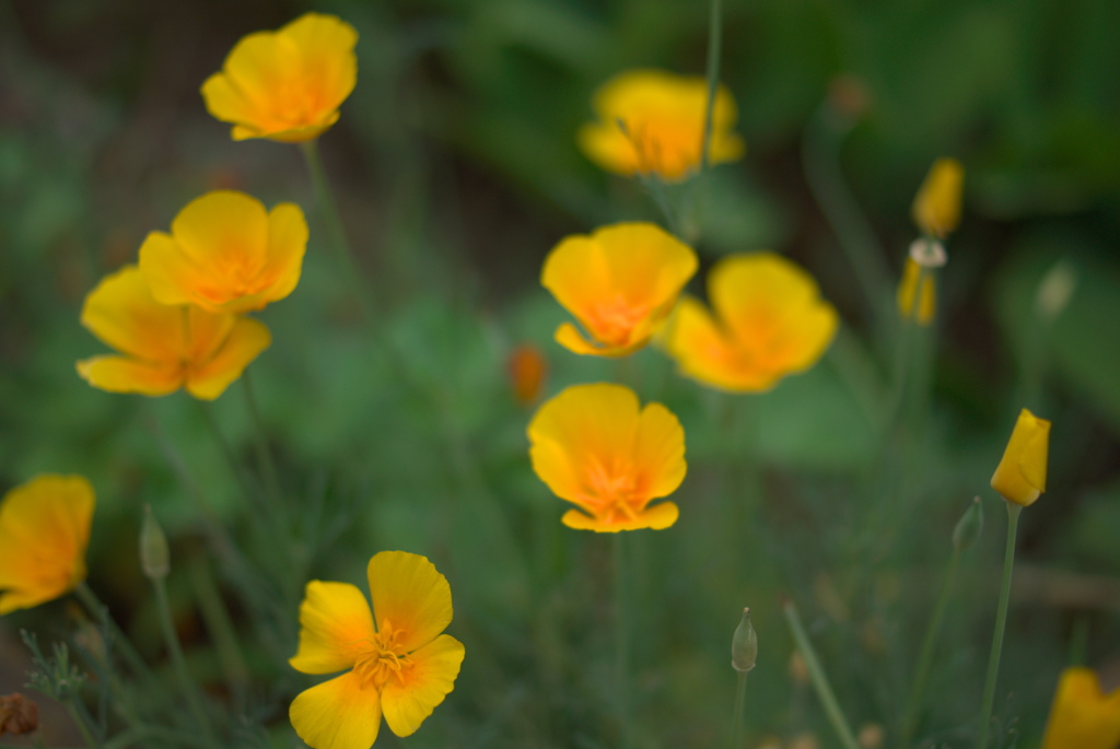 黄色の花