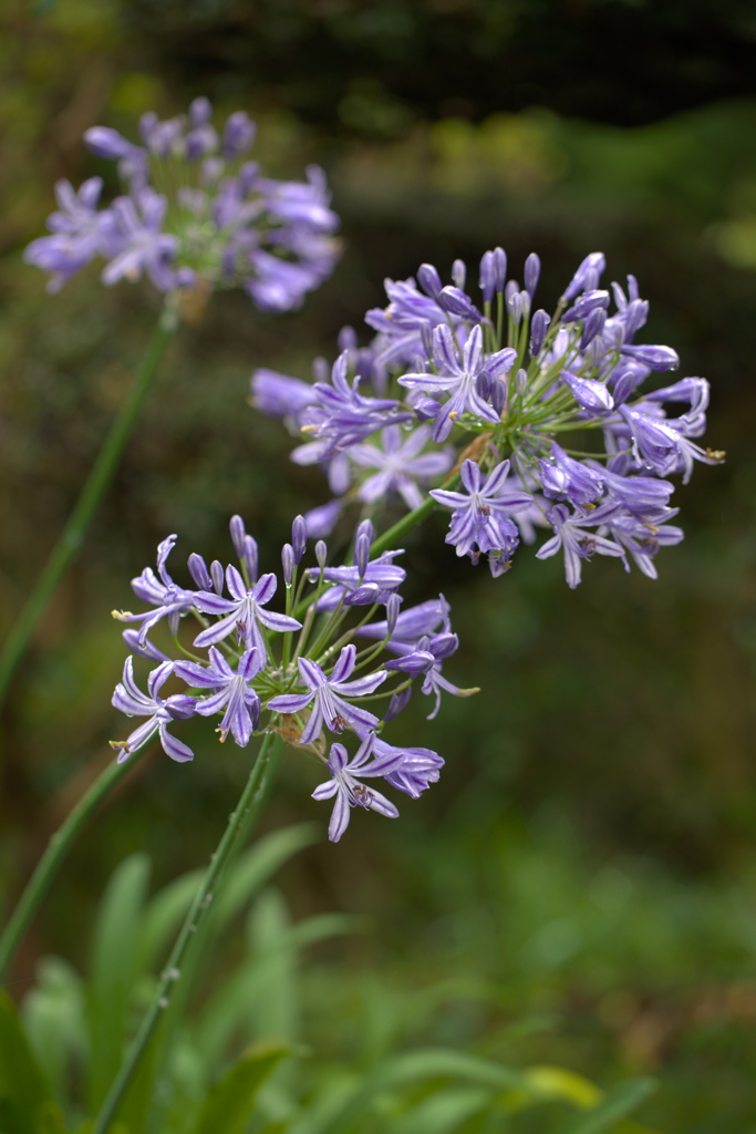 Agapanthus africanus