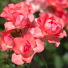 薔薇８