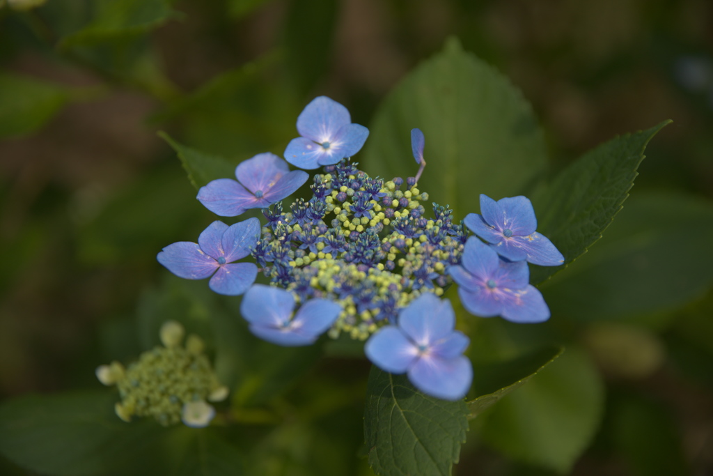 紫陽花３