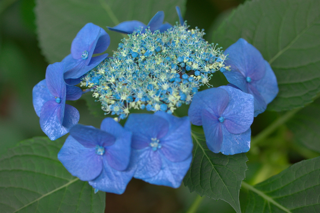 紫陽花2020（その2）