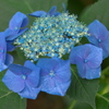 紫陽花2020（その2）