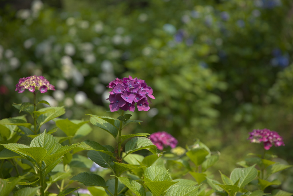 紫陽花１６