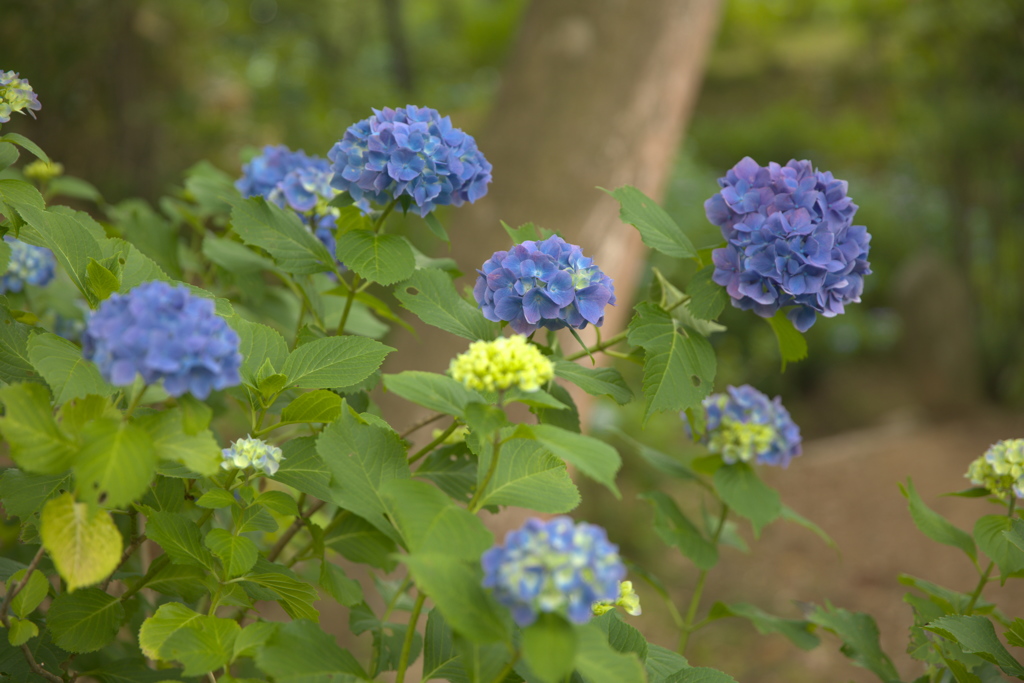 紫陽花７