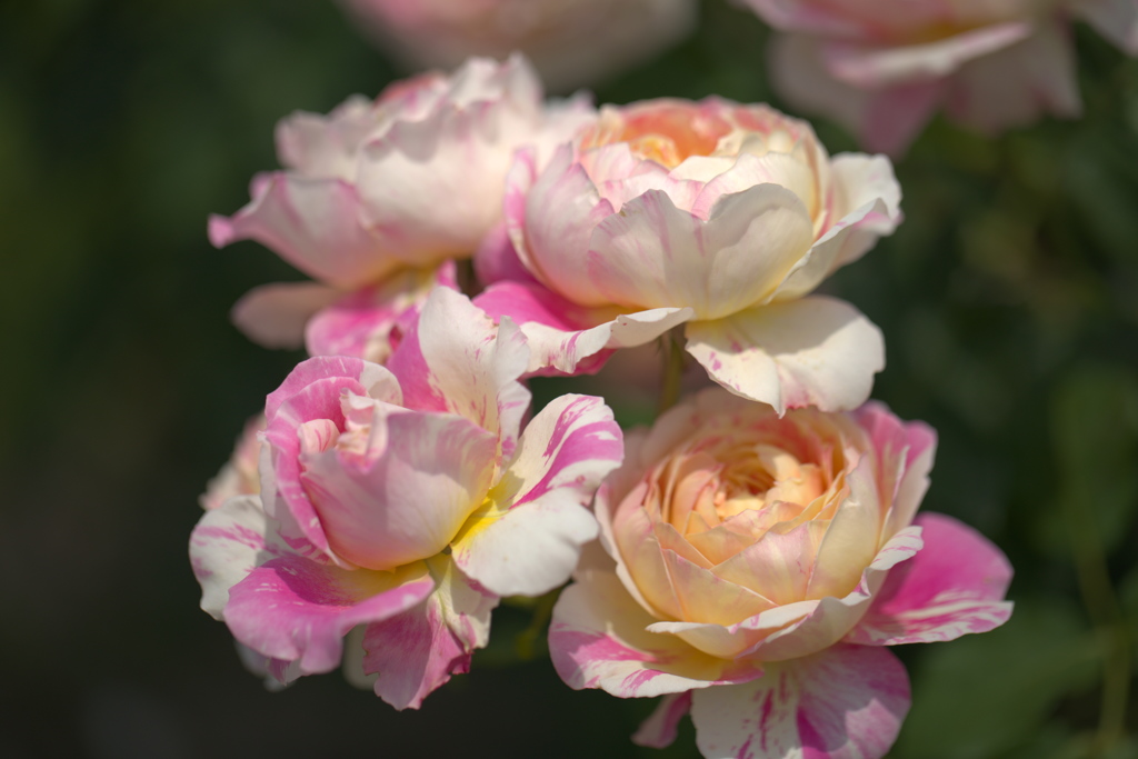 薔薇３０