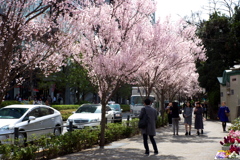 飯田橋の桜並木