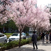 飯田橋の桜並木