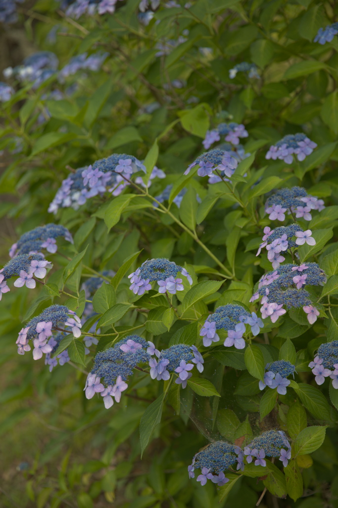 紫陽花２４
