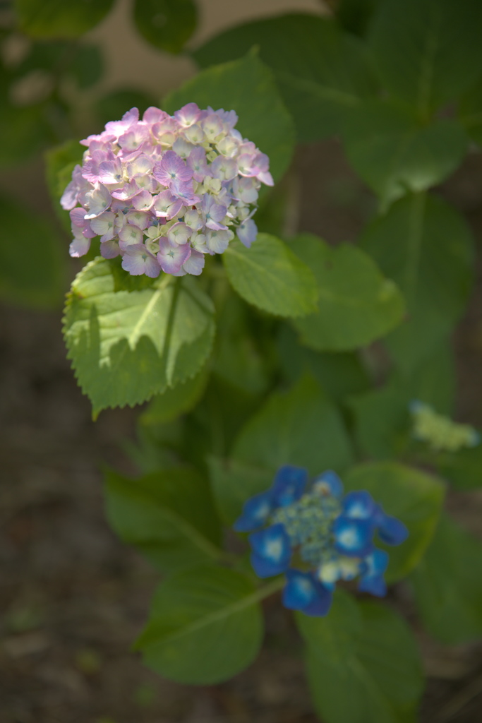 紫陽花２１