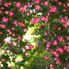 薔薇４
