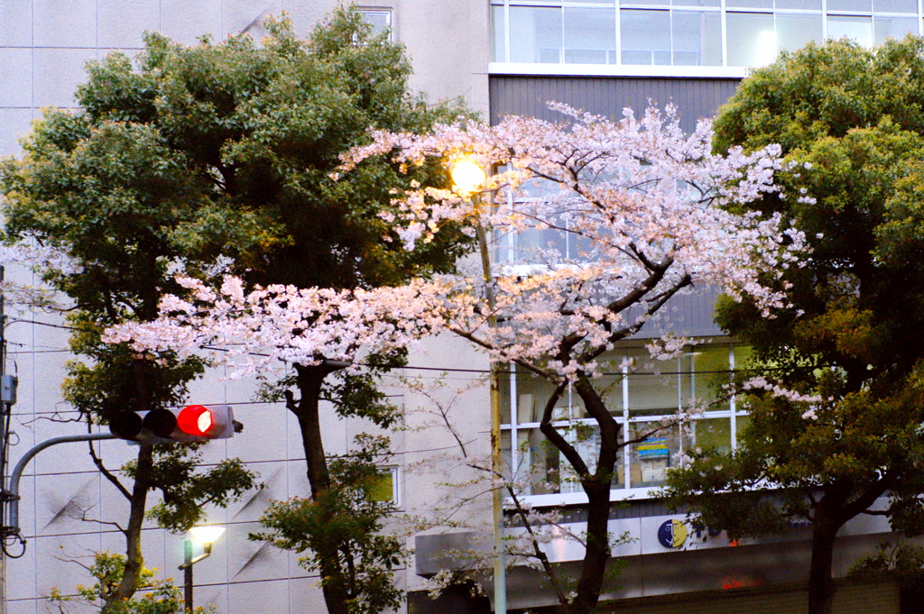 街灯と桜