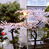 街灯と桜