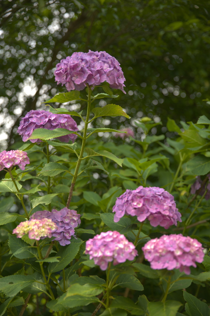 紫陽花１７