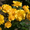 薔薇１２