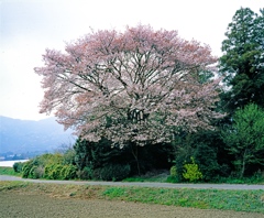 桜の木