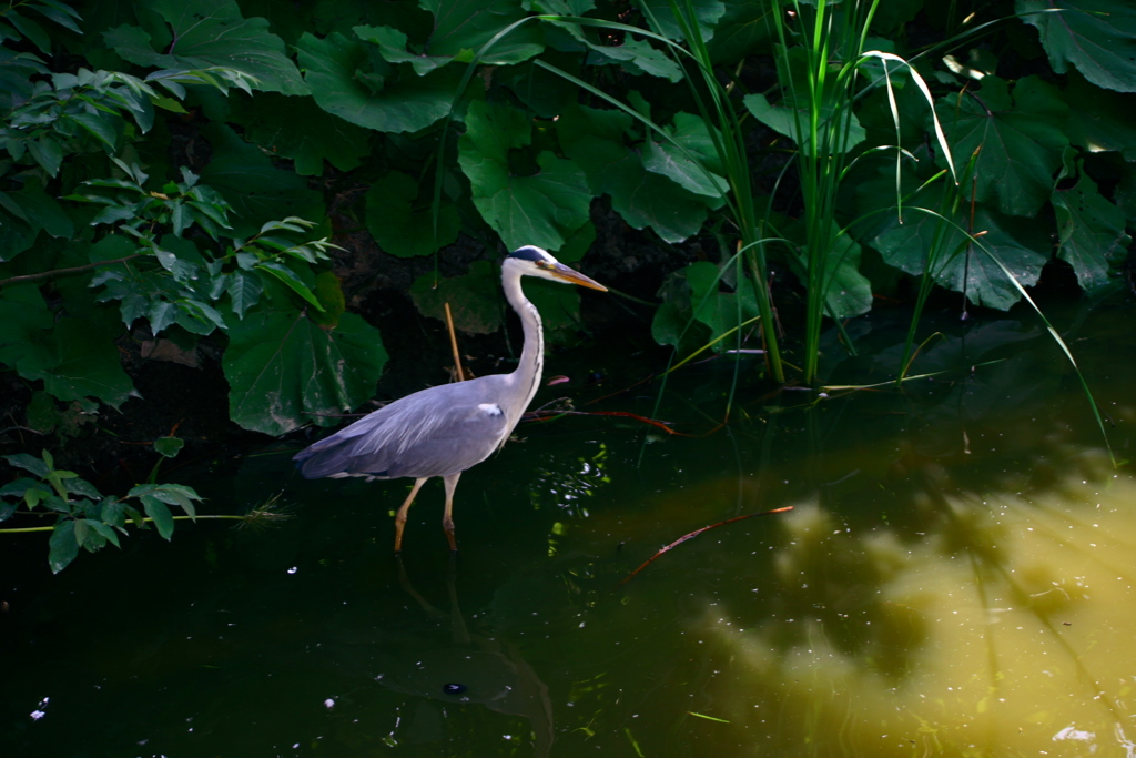 公園の池にいたアオサギ
