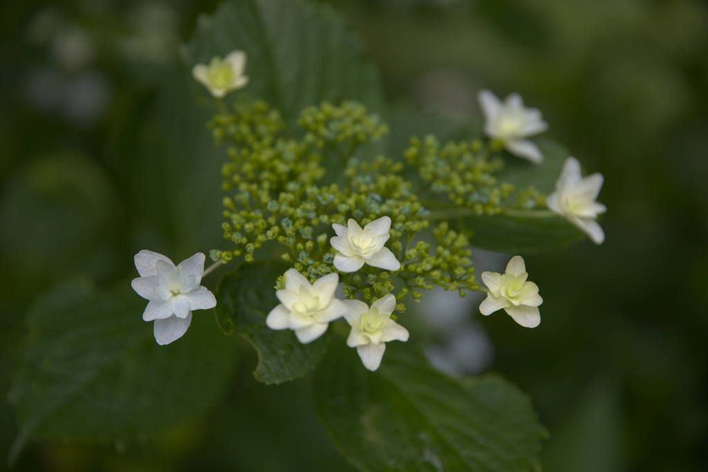 紫陽花１２